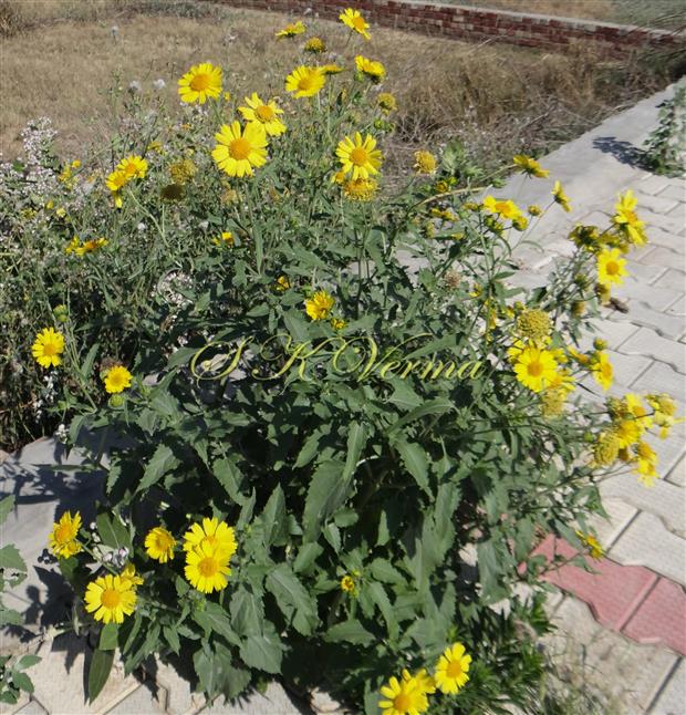  Plant